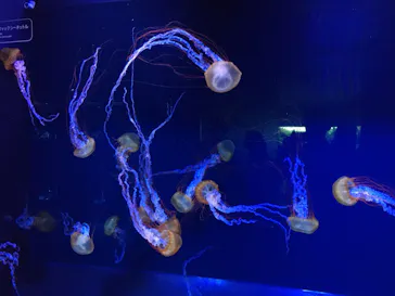 すみだ水族館に投稿された画像（2020/11/1）