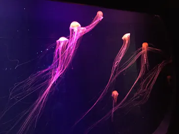 すみだ水族館に投稿された画像（2020/11/1）