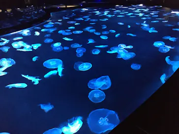 すみだ水族館に投稿された画像（2020/11/1）