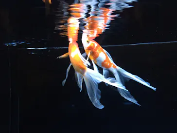 すみだ水族館に投稿された画像（2020/11/1）