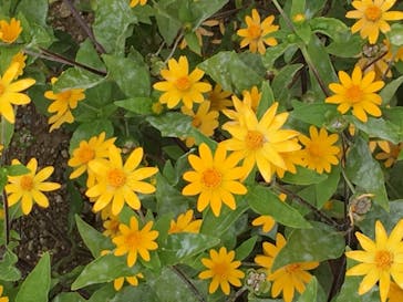 グリーンランドに投稿された画像（2020/11/1）