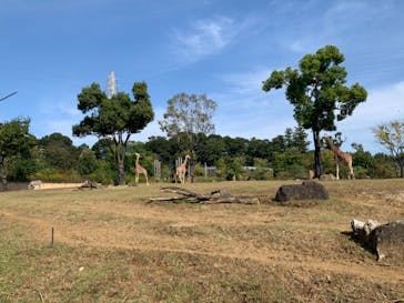 よこはま動物園ズーラシアに投稿された画像（2020/11/1）