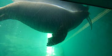 大分マリーンパレス水族館 「うみたまご」に投稿された画像（2020/11/1）