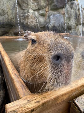 那須どうぶつ王国に投稿された画像（2020/11/1）