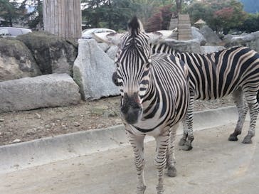 群馬サファリパークに投稿された画像（2020/11/1）