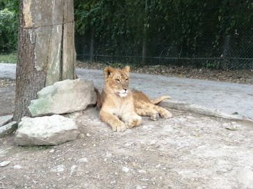 群馬サファリパークに投稿された画像（2020/11/1）