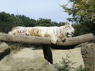 群馬サファリパークに投稿された画像（2020/11/1）