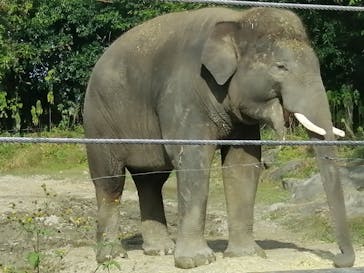 群馬サファリパークに投稿された画像（2020/11/1）