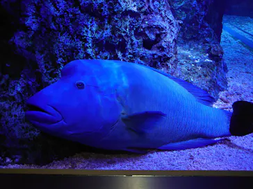 すみだ水族館に投稿された画像（2020/11/1）