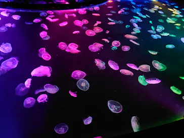 すみだ水族館に投稿された画像（2020/11/1）