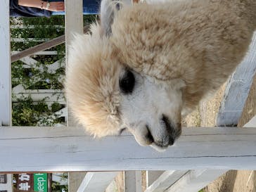 神戸どうぶつ王国に投稿された画像（2020/11/1）