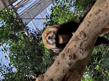 神戸どうぶつ王国に投稿された画像（2020/11/1）