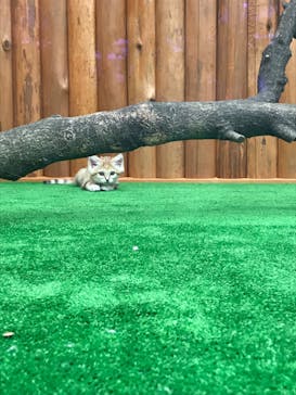 神戸どうぶつ王国に投稿された画像（2020/11/1）