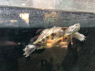 天王寺動物園に投稿された画像（2020/11/1）