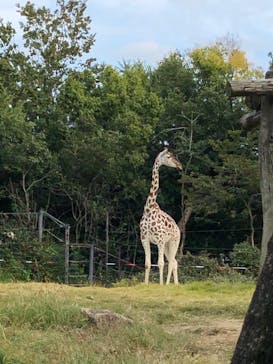 天王寺動物園に投稿された画像（2020/11/1）