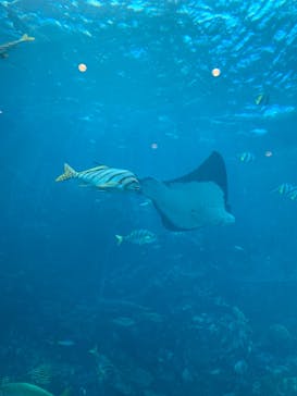 下田海中水族館に投稿された画像（2020/11/1）