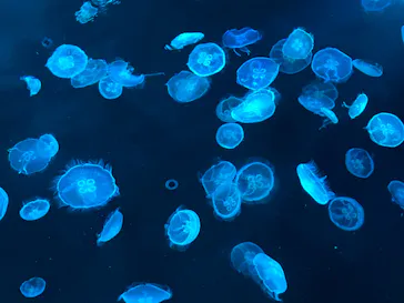 すみだ水族館に投稿された画像（2020/11/1）