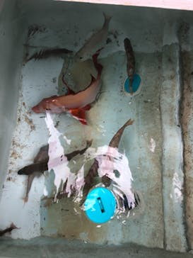 釣り船　博栄丸に投稿された画像（2020/11/1）