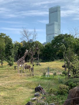天王寺動物園に投稿された画像（2020/11/1）