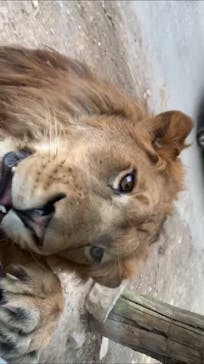 群馬サファリパークに投稿された画像（2020/11/1）