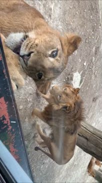 群馬サファリパークに投稿された画像（2020/11/1）