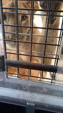 群馬サファリパークに投稿された画像（2020/11/1）