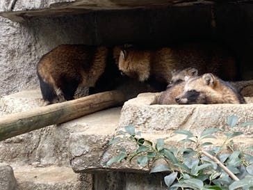 天王寺動物園に投稿された画像（2020/11/1）