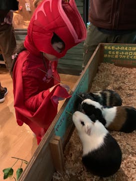 伊豆ぐらんぱる公園に投稿された画像（2020/11/1）