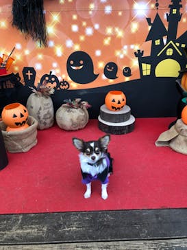 わんダフルネイチャーヴィレッジに投稿された画像（2020/11/1）