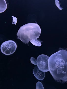 サンシャイン水族館に投稿された画像（2020/11/1）