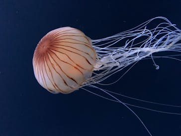 サンシャイン水族館に投稿された画像（2020/11/1）