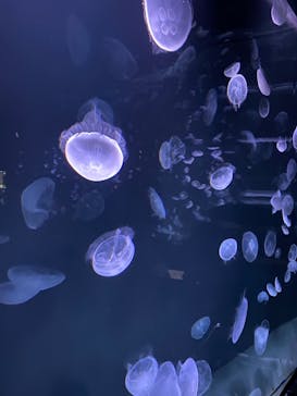 サンシャイン水族館に投稿された画像（2020/11/1）