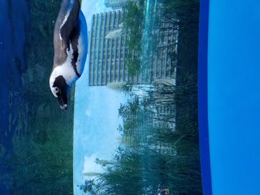 サンシャイン水族館に投稿された画像（2020/11/1）