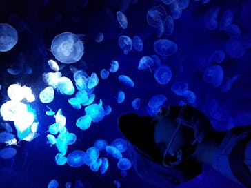 サンシャイン水族館に投稿された画像（2020/11/1）