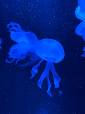京都水族館に投稿された画像（2020/11/1）