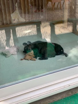 しろとり動物園に投稿された画像（2020/11/1）