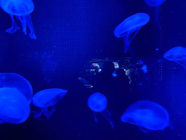 京都水族館に投稿された画像（2020/11/1）