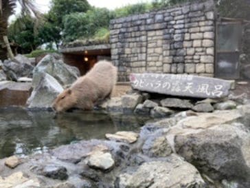 伊豆シャボテン動物公園に投稿された画像（2020/11/1）