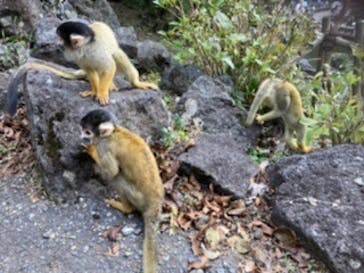 伊豆シャボテン動物公園に投稿された画像（2020/11/1）