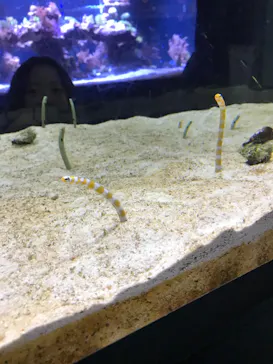 すみだ水族館に投稿された画像（2020/11/1）