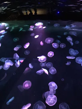 すみだ水族館に投稿された画像（2020/11/1）