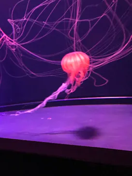 すみだ水族館に投稿された画像（2020/11/1）