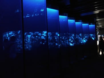 京都水族館に投稿された画像（2020/11/1）