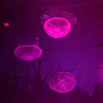 すみだ水族館に投稿された画像（2020/11/1）