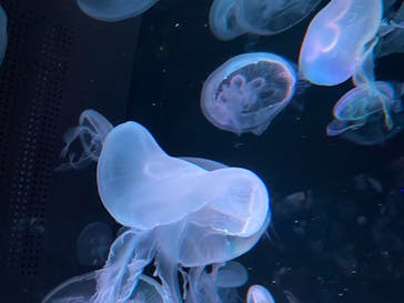 京都水族館に投稿された画像（2020/11/1）