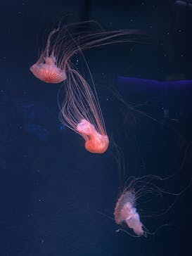 京都水族館に投稿された画像（2020/11/1）