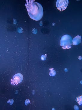 京都水族館に投稿された画像（2020/11/1）