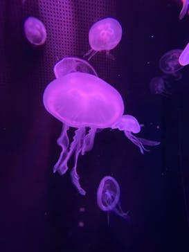 京都水族館に投稿された画像（2020/11/1）