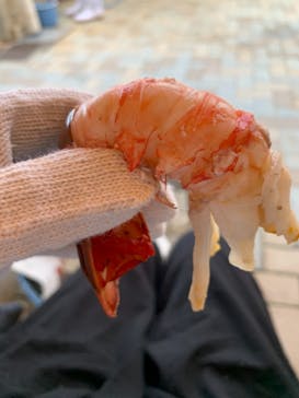 志摩市浜島磯体験施設 海ほおずきに投稿された画像（2020/11/1）