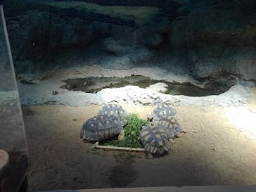 天王寺動物園に投稿された画像（2020/11/1）